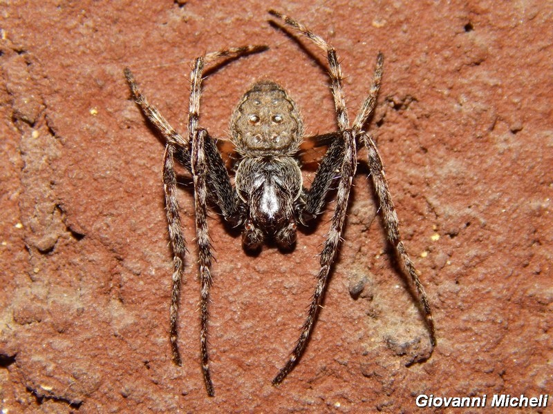 Serie di Araneae del Parco del Ticino